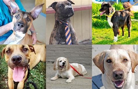 The 11 Best Dog Breeds Business Insider