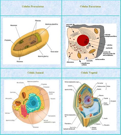 La Celula Clases De Celula