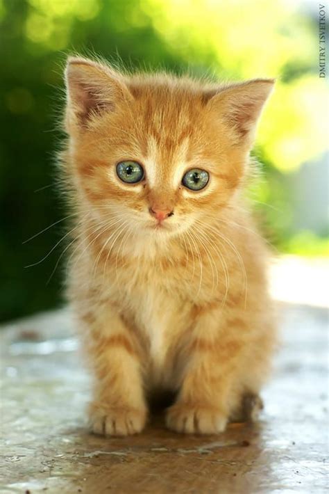 Cute Kitten By Dmitry Tsvetkov On 500px In 2020 Kittens Cutest Cats