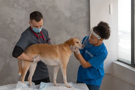 The Top 5 Veterinary Schools In Europe Study Medicine In Eurpoe