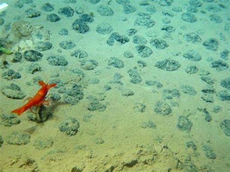 Polymetallic nodules, first discovered during the challenger expedition3 of the late 19th century, cover vast areas of the ocean floor in depths of up to 6000 metres and are inhabited by a high diversity of epifauna. Polymetallic Nodules | West Coast Placer