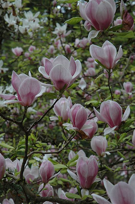 Flowering trees such as crape myrtle and magnolia can be magnificent additions to the residential landscape. Saucer Magnolia (tree form) (Magnolia x soulangeana '(tree ...