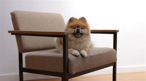 A Dog On A Chair · Free Stock Video