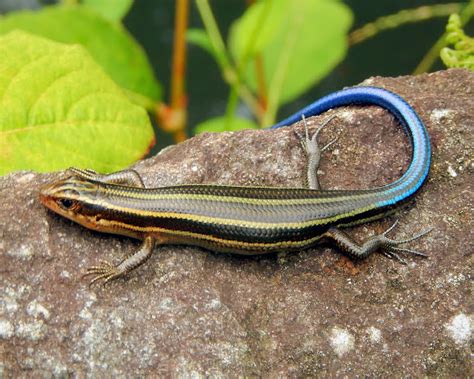 Japanese Five Lined Skink Project Noah
