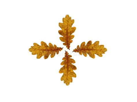 Autumn Oak Leaves Stock Photo Image Of Textures September 77919444