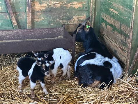 Hoera Eerste Lammetjes Geboren Bij Kinderboerderij In Enschede