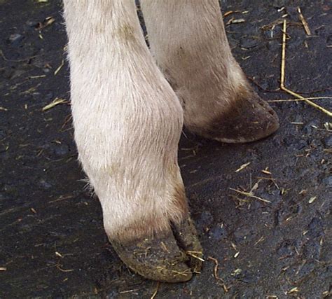 The Hocks On Our Young Calf 10 Mo Are Swollen Right Above The Hoofs