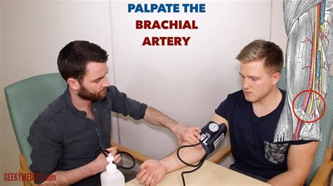 The brachial pulse can be located by feeling the bicep tendon in the area of the antecubital fossa. Blood Pressure Measurement - OSCE Guide | BP Reading ...
