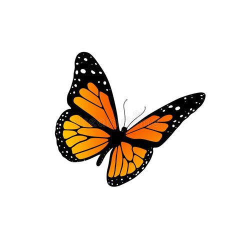 Monarch Butterfly Vector Illustration Stock Vector Illustration Of