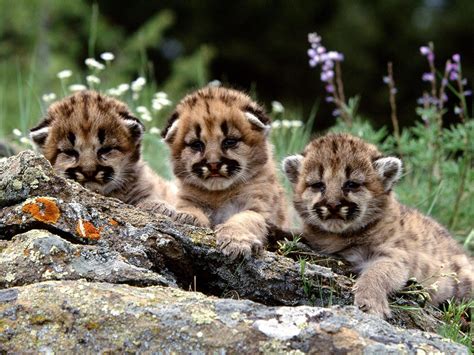 Baby Animal Wallpapers Wallpaper Cave