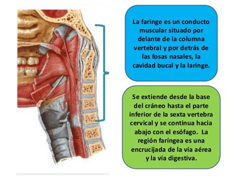 3.la faringe es parte del sistema digestivo y respiratorio, mientras que la laringe no lo es. Laringe Y Faringe Anatomia Y Fisiologia - Ratulangi
