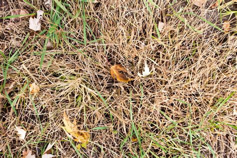 Knowing how to identify lawn fungus early, before it becomes a major problem, will save both time and money. How to Treat Red Thread Fungus (with Pictures) | eHow
