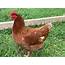 The Beautiful Henjpg  BackYard Chickens Learn How To Raise