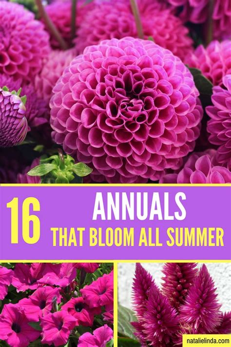 16 Annuals Bloom Summer Natalie Linda
