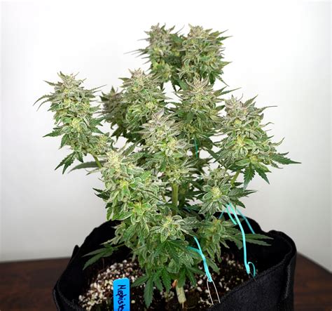 Blue flowering plants for pots. Can I top an auto-flowering cannabis plant? | Grow Weed Easy