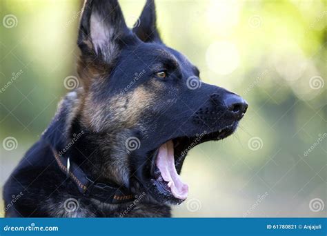 Funny Dog Yawning Stock Image Image Of Dogs Humorous 61780821