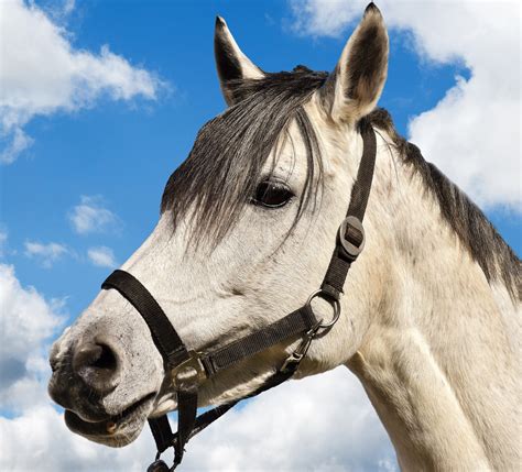 Horse Portrait Free Stock Photo Public Domain Pictures