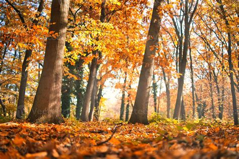 Autumn Forest Road Leaves Fall In Ground Landscape On Autumnal