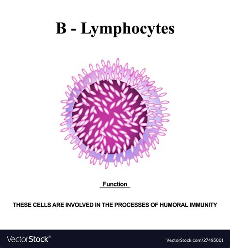 B Lymphocytes Structure The Functions B Royalty Free Vector
