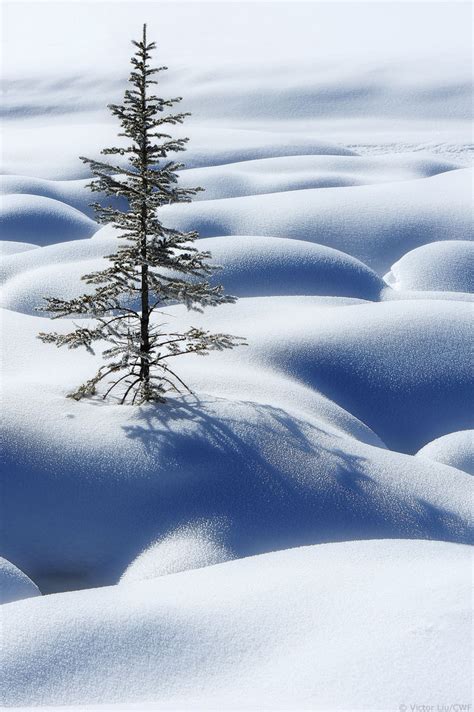Canadian Wildlife Federation: Spruce Trees of Canada