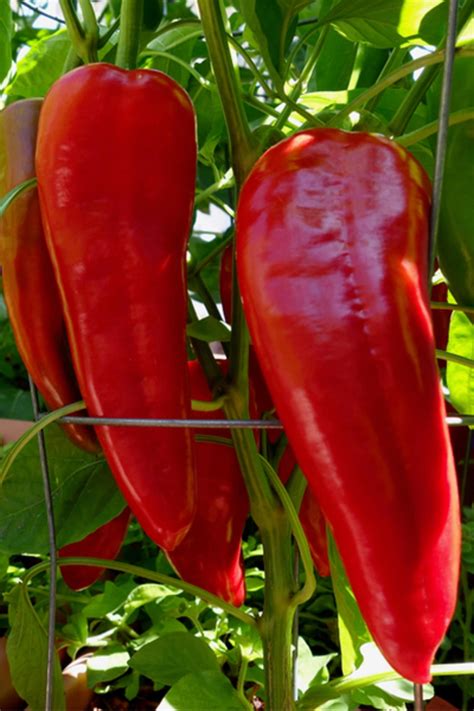 Marconi Red Pepper Giant 15 Seeds From Italy 8 10 Inches Etsy