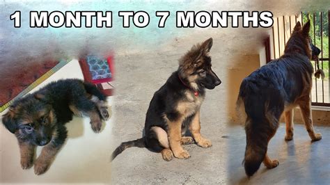 German Shepherd Puppy Growing From 30 Days To 7 Months Long Coat Gsd