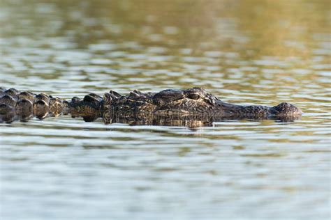 Large American Alligator In The Water Stock Photo Image Of Wetland