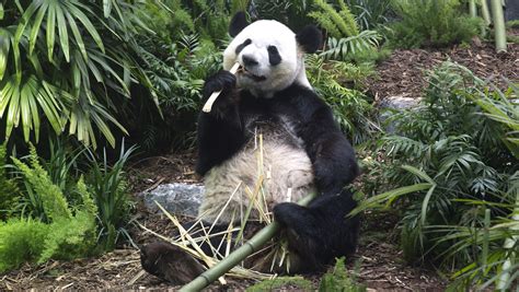 Its Panda Monium At The Calgary Zoo Gateway Gazette