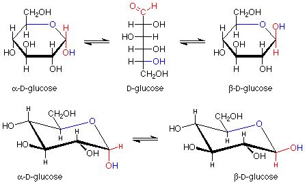 Whereas the beta glucose the hydroxyl molecule on the first carbon molecule is facing upwards. Monosaccharides