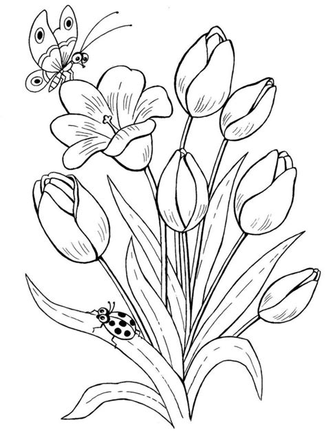 Gambar Sketsa Bunga Tulip Berwarna Merah Imagesee