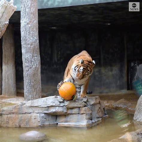 Zoo Animals Enjoy Pumpkins For Halloween Trick Or Treat Animals At