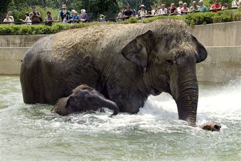 Female Asian Elephant Dies At Smithsonians National Zoo Smithsonian