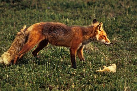 File Red Fox With Prey Sharpened Levels  Wikipedia