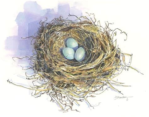 Drawn In Art • Nature • Exploration Bird Nest Painting Nature Art