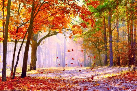 Fallen Leaf Forest Fog Autumn Beautiful Views Wallpapers 3000x2000