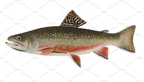 Lake Trout Fish Illustration Png ~ Photos ~ Creative Market