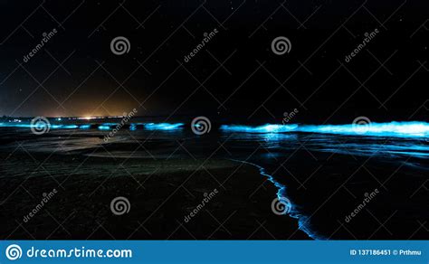 Glowing Bioluminescent Beach With Glowing Waves Stock ...