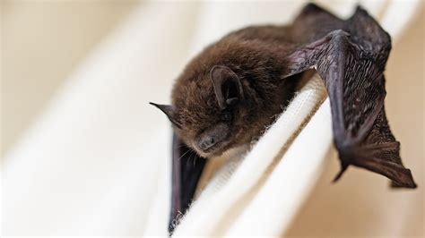 Selecting The Best Bat Removal Professional Modern Pest