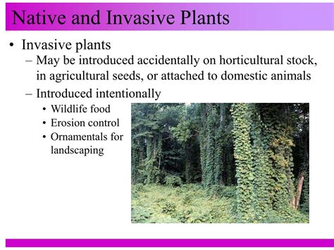 Ppt Native And Invasive Plants Powerpoint Presentation Free Download Id 645133