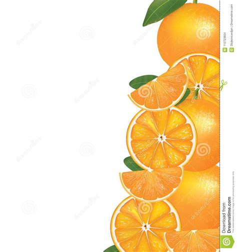 Oranges On White Background Stock Vector Illustration Of Background