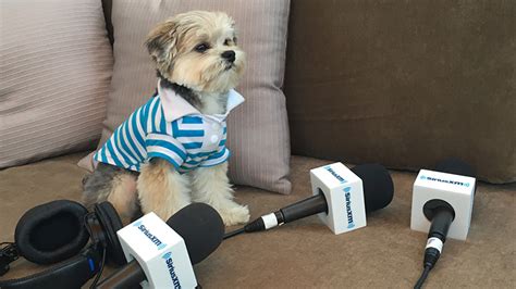 This podcast will answer all those questions and more. Your guide to SiriusXM's new channels and station numbers