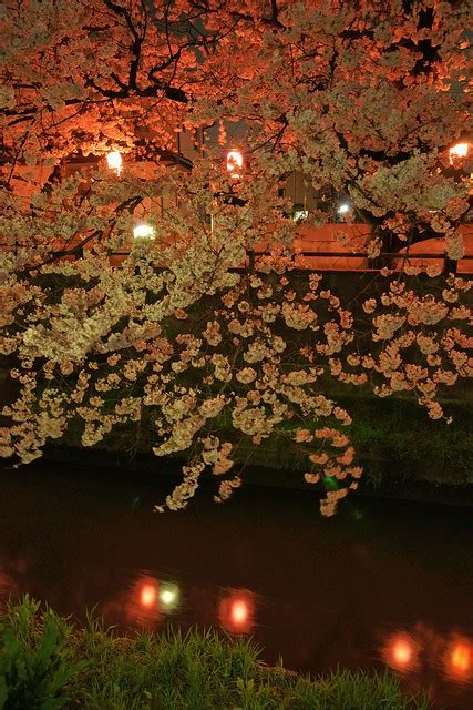 The Cherry Blossom Trees At Night 12 Flickr Photo Sharing