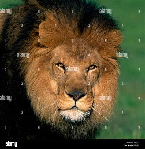 Male Lion Head Shot Stock Photo Alamy