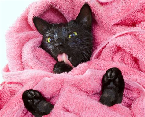 30490107 Cute Black Soggy Cat Licking After A Bath Drying Off With A
