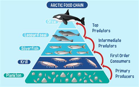 Diagram Showing Arctic Food Chain For Education Vector Art At Vecteezy