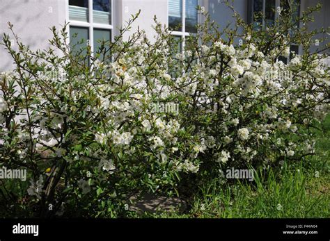 White Flowering Quince Stock Photo Alamy