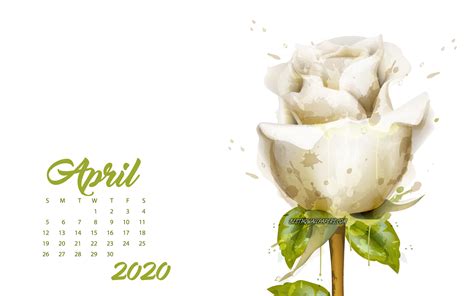 Download Wallpapers 2020 April Calendar White Rose April 2020 Spring