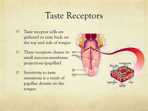 Ppt Smell And Taste Powerpoint Presentation Free Download Id1980665