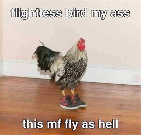 flightless bird my ass this mf fly as hell