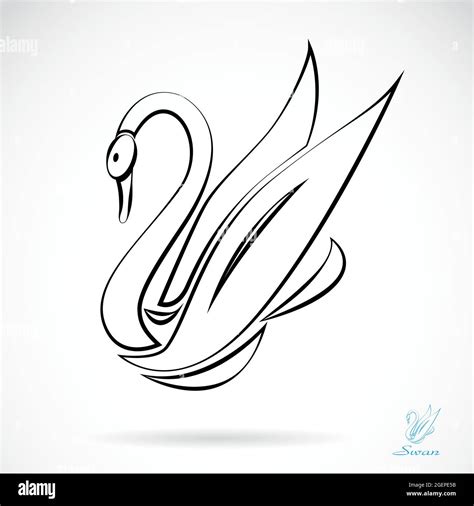 Vector Image Of Swans Illustration Vector Easy Editable Layered